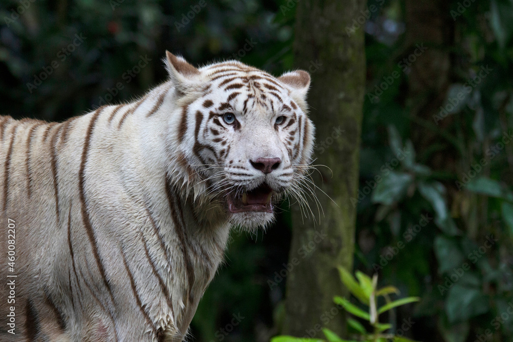 White tiger with blue eyes. A leucistic pigmentation variant of the Bengal tigers seen from time to time in the Indian states of Madhya Pradesh, Assam, West Bengal, Bihar and Odisha