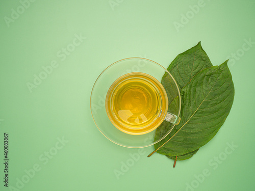 Top view of Mitragyna Speciosa or Kratom leaves with a teacup isolated on a green background with copy space for text. Close-up photo. Medical and herbal concept