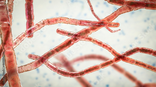 Nocardia bacteria, 3D illustration photo