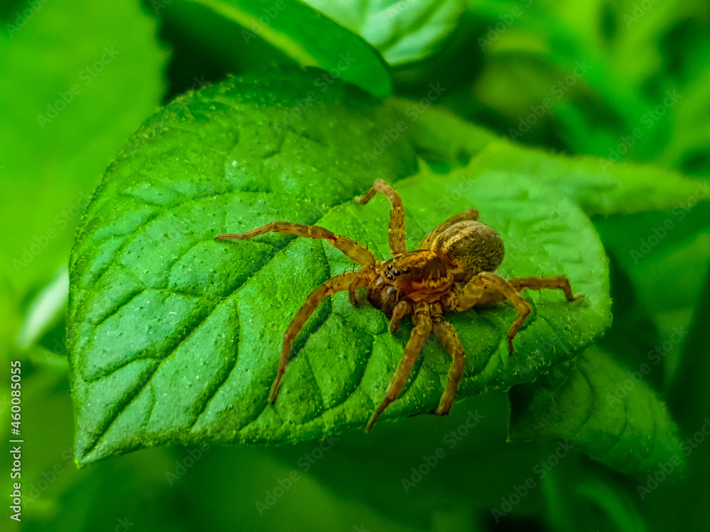 spider on a leaf spider on a leaf