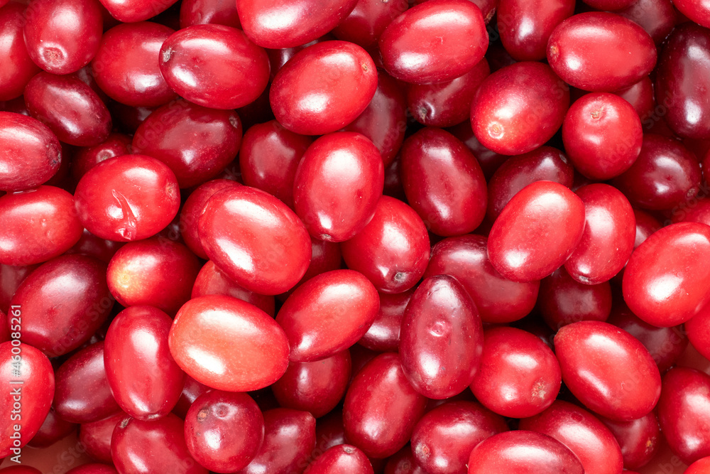 Red ripe dogwood berries, close-up, top view. Red ripe dogwood berries, close-up, top view.
