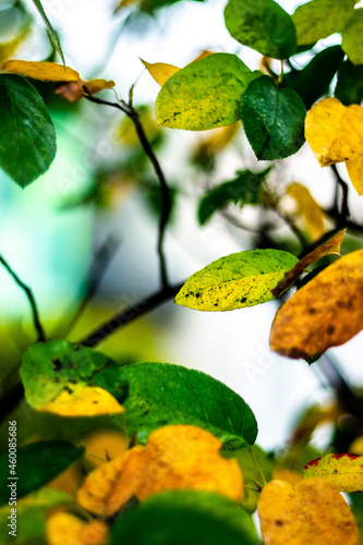 Blätter in Herbstfarben © Christoph