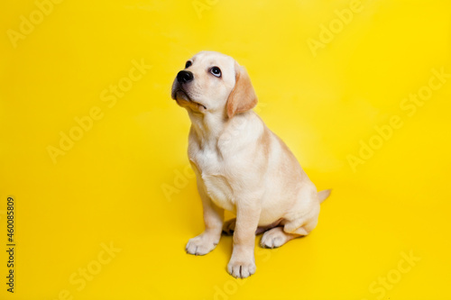 A guilty sad Labrador puppy looks up and waiting. A dog on a yellow background. A place for text.