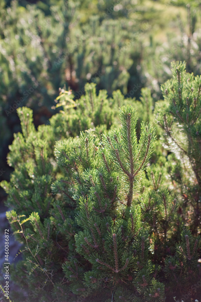 Green pine spruce tree at sunlight Green pine spruce tree at sunlight