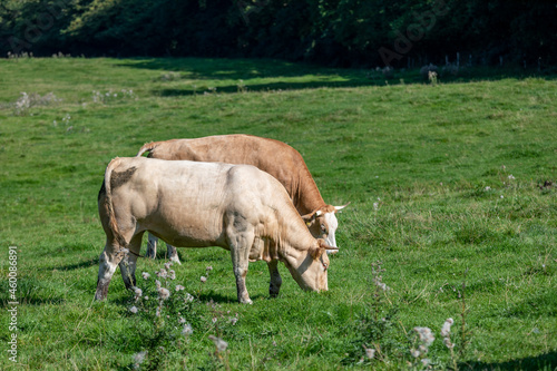 A brown cow side shot in a green field