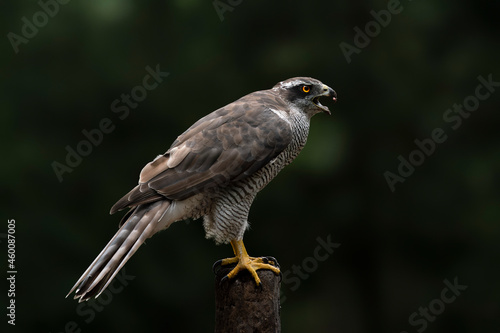 Beautiful sreaming Northern Goshawk juvenile  Accipiter gentilis  on a branch in the forest of Noord Brabant in the Netherlands.                               