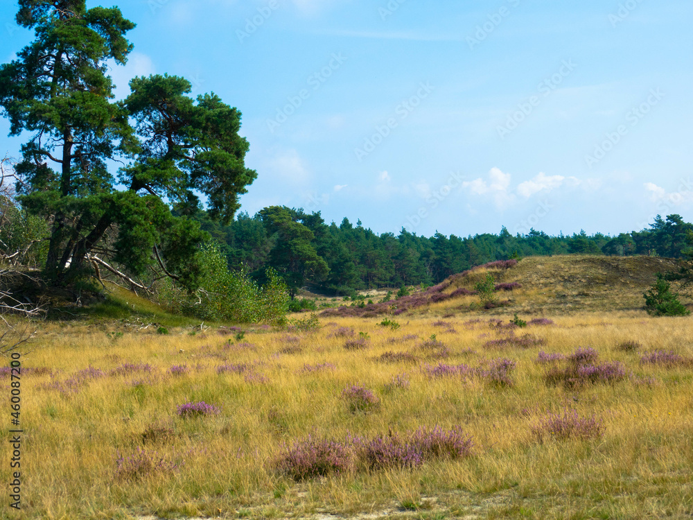 The Hulshorsterzand lies between Harderwijk and Hulshorsterzand lies between Harderwijk and Nunspeet. The area is part of a nature reserve. Spectacular landscape with wildflowers and fir trees. 