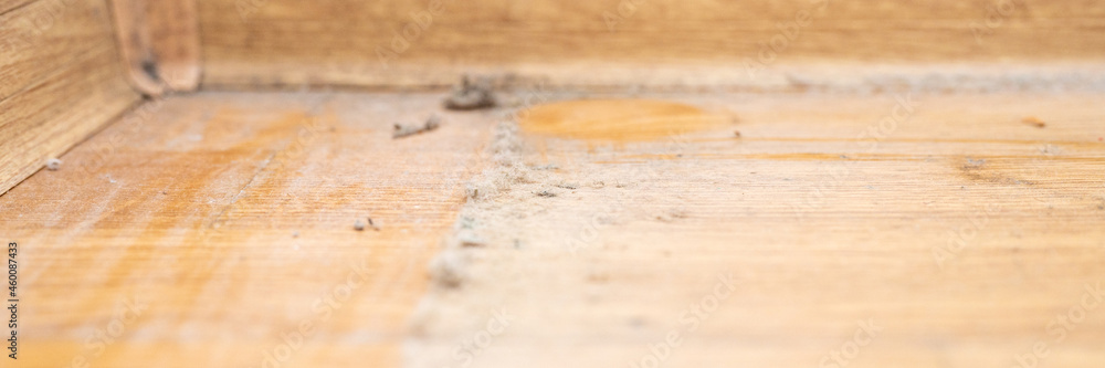dust in the corner of the room. real old neglected dusty dirt, dirty toxic mold and fungus bacteria on the white wall, skirting board and wooden floor in the home in the apartment close up. banner dust in the corner of the room. real old neglected dusty dirt, dirty toxic mold and fungus bacteria on the white wall, skirting board and wooden floor in the home in the apartment close up. banner