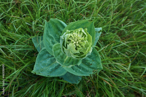 Poisonous plant Veratrum in drops of morning dew. View from above photo