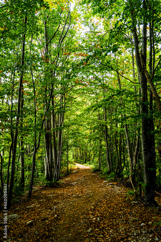 Fototapeta premium Forest in Thethi Nathional park