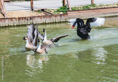 A black swan with a red beak chases brown and white ducks and geese that swim on a green-blue lake