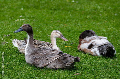 Hybird duck, cross between mallard and indian runner photo