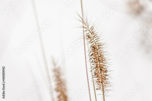 Suche trawy, trawy ozdobne na plakat w stylu boho, jesienne klimaty. Dry grass. photo