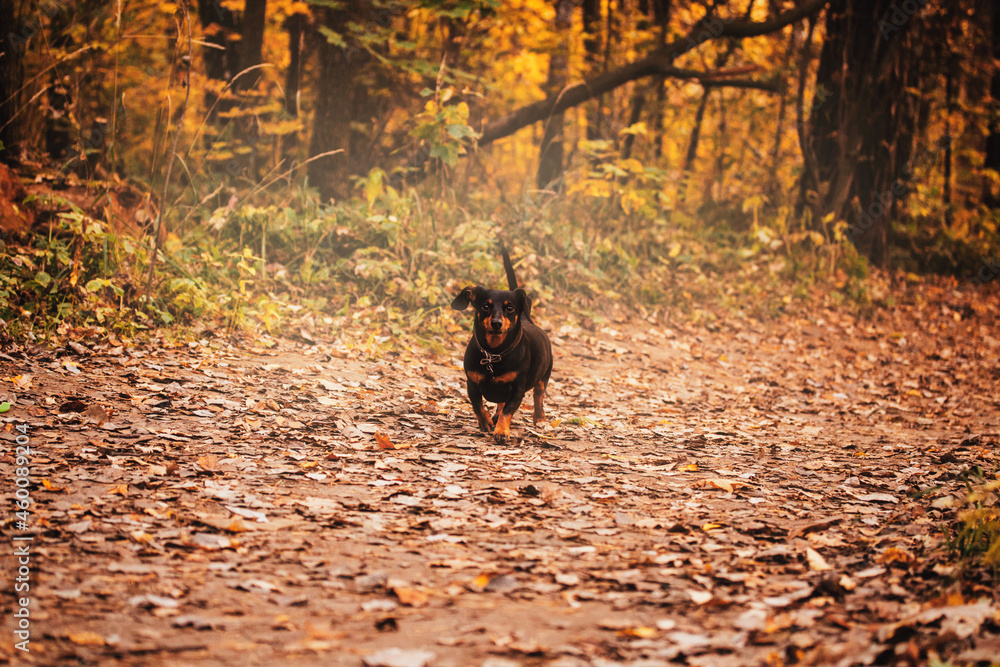 Cute dog walking in autumn forest. Trees with yellow golden leaves. Cute dog walking in autumn forest. Trees with yellow golden leaves.