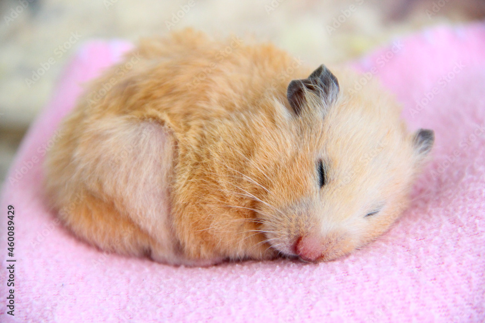 Syrian hamster sleeps on pink blanket close-up Syrian hamster sleeps on pink blanket close-up