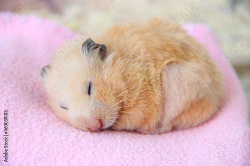 Syrian hamster sleeps on pink blanket close-up