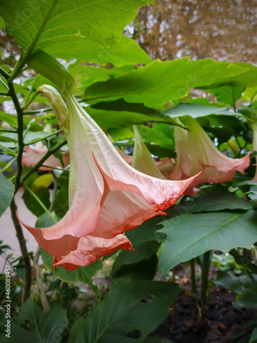 Pink flowers brugmansiya (angel trumpet)