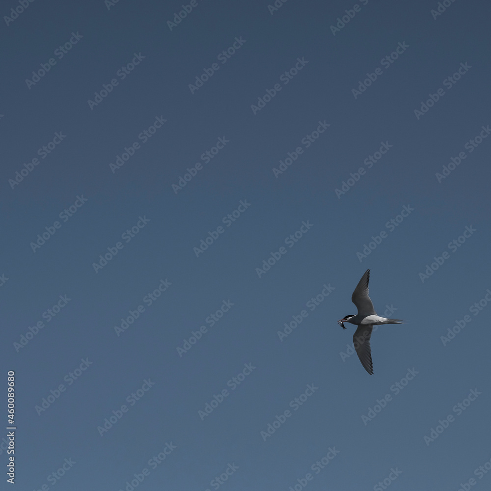 Sandwich Tern in flight, Patagonia Argentina.