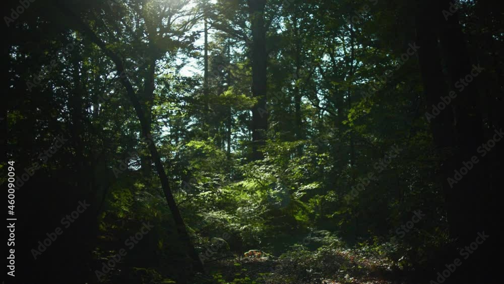4K still shot in slow motion of the forest, with a very dim light hitting the woods. 4K still shot in slow motion of the forest, with a very dim light hitting the woods.