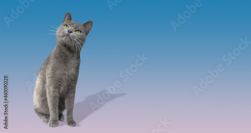 Banner with portrait of a cute domestic cat, grey Russian Blue breed female with greenish eyes looking up and dreaming, with shadow, closeup, at blue pink gradient background with copy space. © neurobite