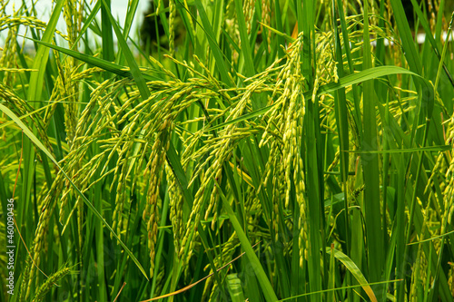 Rice seed in field