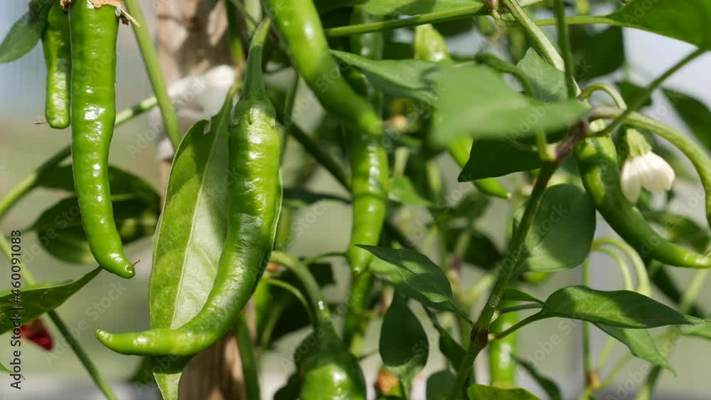 Ripening green chili pepper on the branches in greenhouse. Cultivation of healthy vegetables. Organic farming business. Ripening green chili pepper on the branches in greenhouse. Cultivation of healthy vegetables. Organic farming business.
