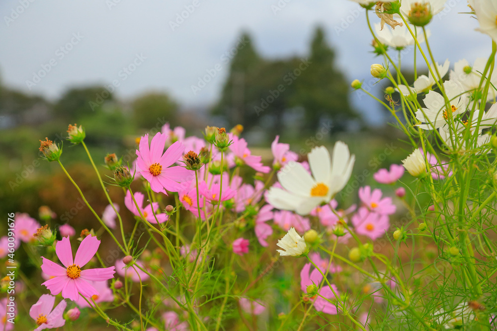 Obraz premium flowers in the field