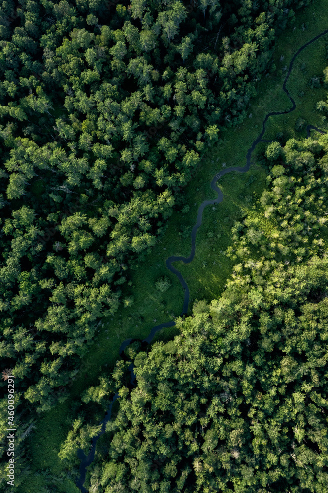 Aerial view on the river in the forest on a sunny day 