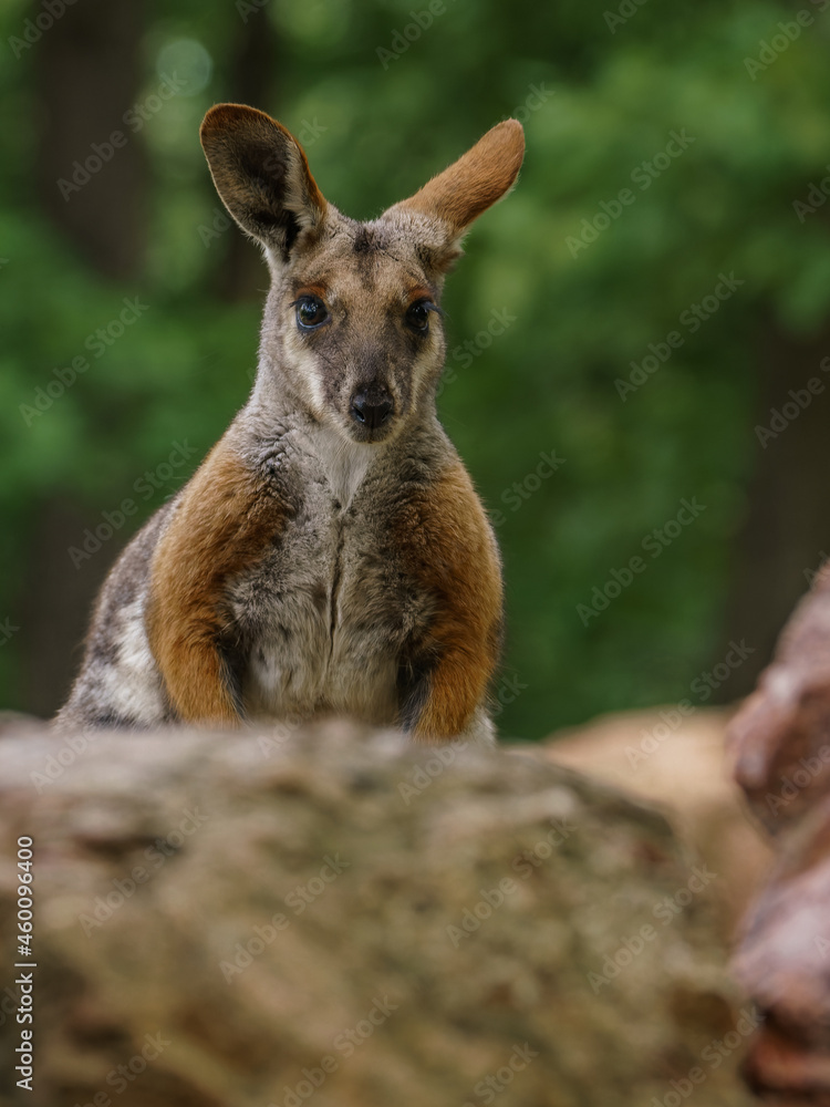 Inquisitive wallaby on the rock