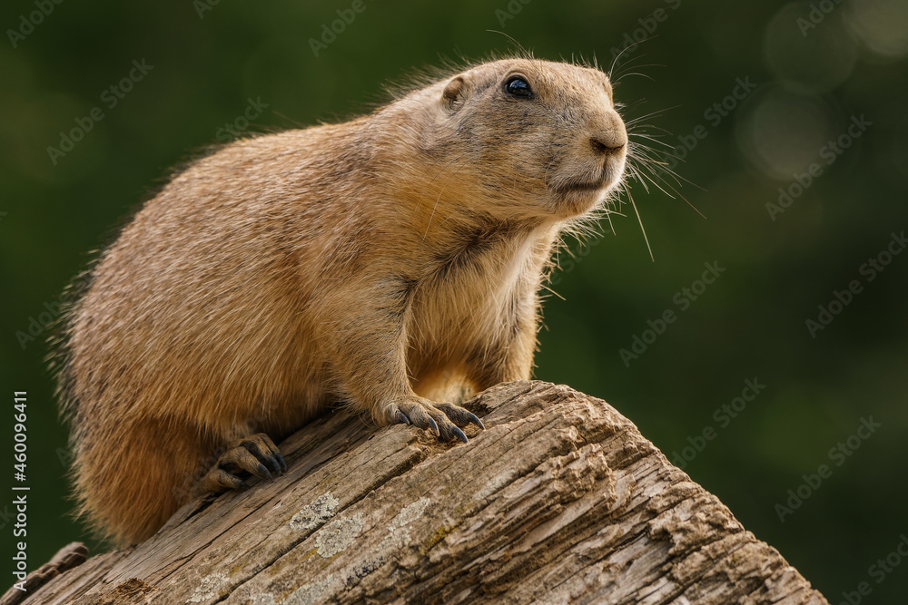 Black-tailed prairie dog on the guard Black-tailed prairie dog on the guard