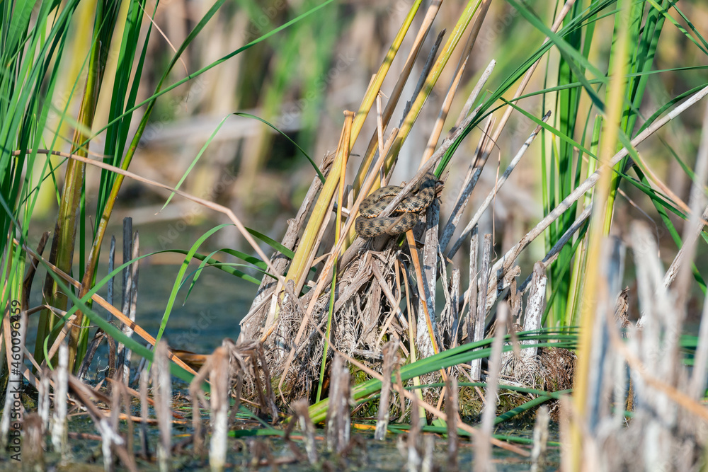 Grass snake, Natrix Natrix. Snakes in Natural habitat Grass snake, Natrix Natrix. Snakes in Natural habitat