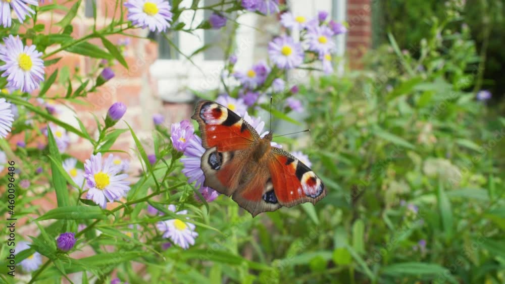 4K slow motion shot of a butterfly eating from a flower, in the middle of a garden. 4K slow motion shot of a butterfly eating from a flower, in the middle of a garden.