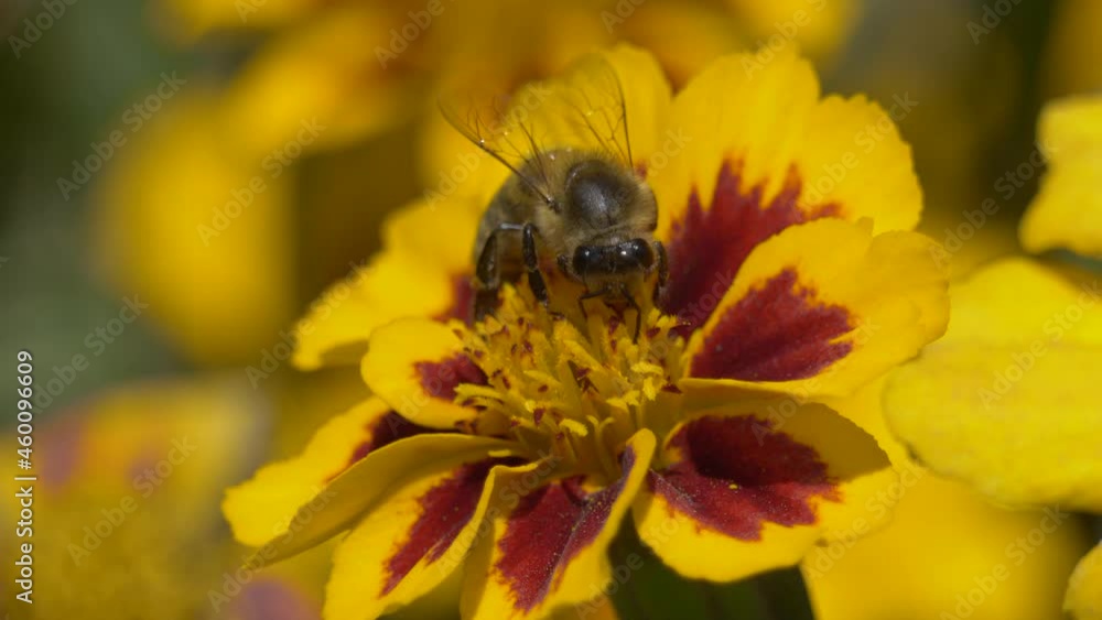 Wild busy bee during pollination process of blossom of flower,close up shot Wild busy bee during pollination process of blossom of flower,close up shot