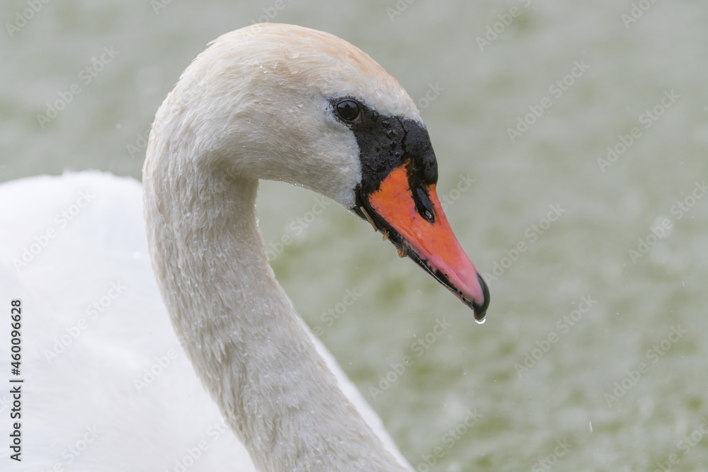 Fototapeta premium Mute Swan Cygnus olor. Swan head close up