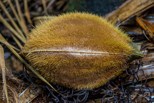 Coconuts in the seychelles coco de mer. Endemic to the Seychelles, a rare species of cacos. photo