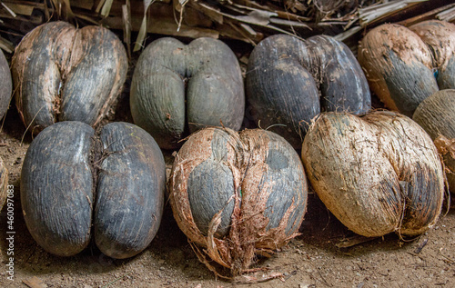 Fototapeta Coconuts in the seychelles coco de mer