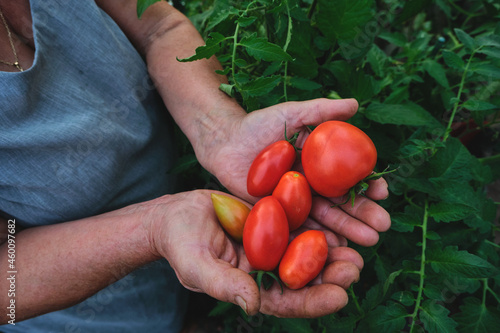 Farmer woman harvesting tomatoes