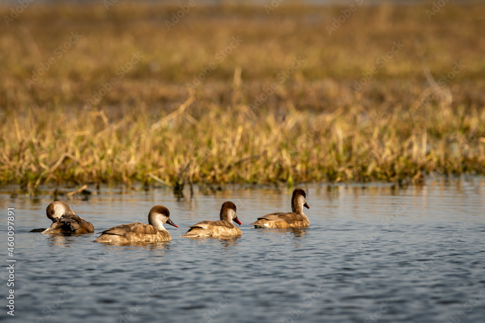 Red crested pochard family of female flock floating in blue water of keoladeo landscape. wildlife scenery frame at keoladeo national park or bharatpur bird sanctuary rajasthan india - Netta rufina Red crested pochard family of female flock floating in blue water of keoladeo landscape. wildlife scenery frame at keoladeo national park or bharatpur bird sanctuary rajasthan india - Netta rufina