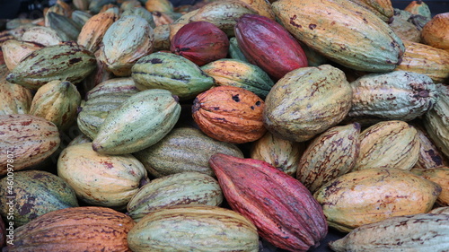 abundance of fresh cocoa seeds design for farming concept