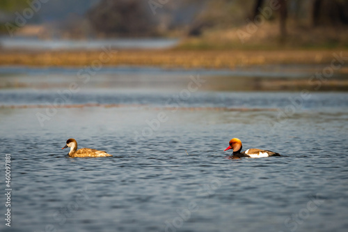 Red crested pochard pair of bird in natural scenic landscape at keoladeo national park or bharatpur bird sanctuary rajasthan india - Netta rufina photo