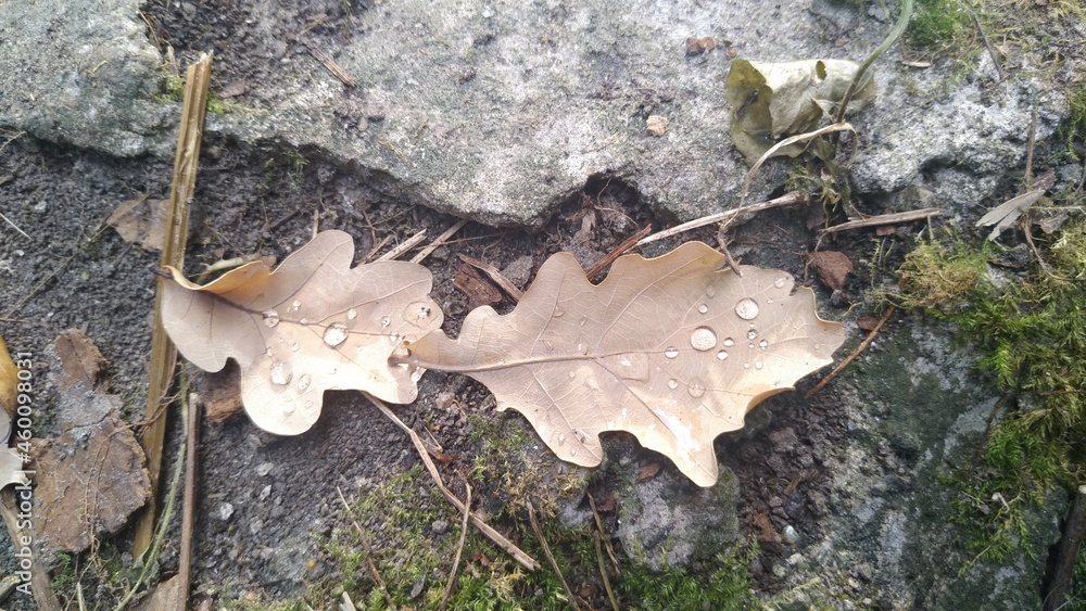 autumn & leaf on the ground autumn & leaf on the ground