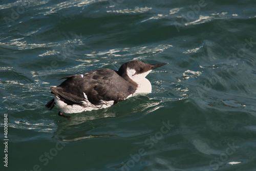 Guillemot bird in the water photo