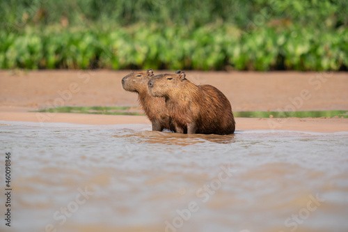 Canvas Print The capybara (Hydrochoerus hydrochaeris)