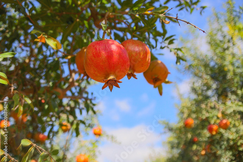 Ripe fruits of pomegranate tree closeup hanging on branches. Israel