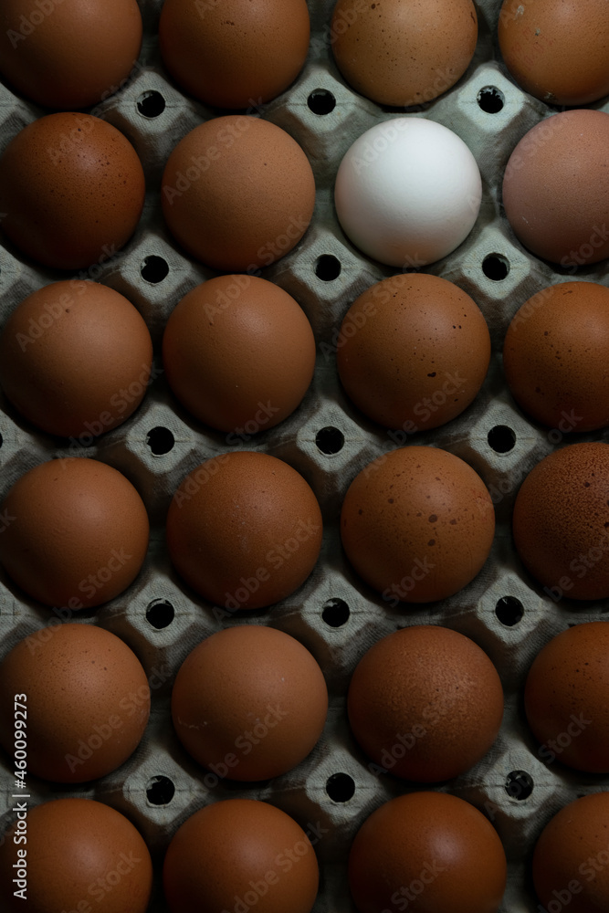 Close up of brown eggs and one white egg ordered in a box Close up of brown eggs and one white egg ordered in a box