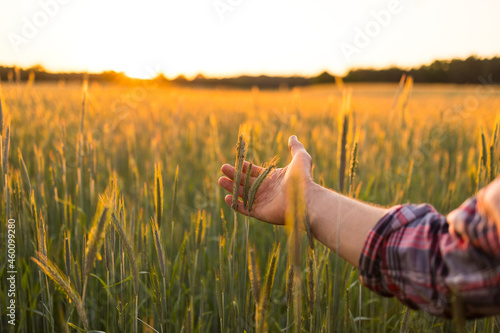Man touching the heads of wheat in a cultivated field 