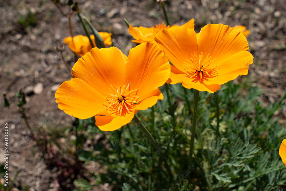 orange poppy flower orange poppy flower