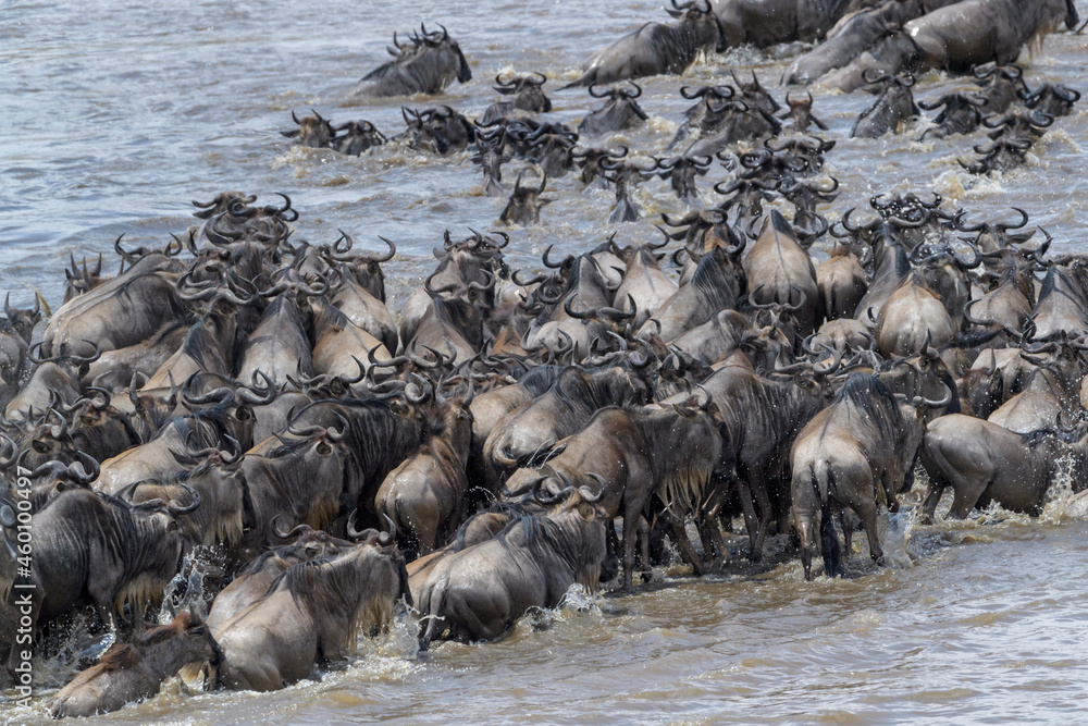 Blue wildebeest, brindled gnu (Connochaetes taurinus) herd crossing the Mara river during the great migration, Serengeti national park, Tanzania. Blue wildebeest, brindled gnu (Connochaetes taurinus) herd crossing the Mara river during the great migration, Serengeti national park, Tanzania.