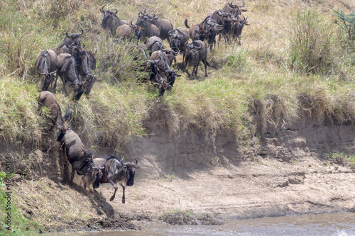 Blue wildebeest, brindled gnu (Connochaetes taurinus) herd jumping in the Mara river during the great migration, Serengeti national park, Tanzania.