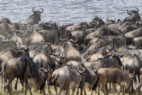 Blue wildebeest, brindled gnu (Connochaetes taurinus) herd entering the Mara river to cross during the great migration, Serengeti national park, Tanzania.